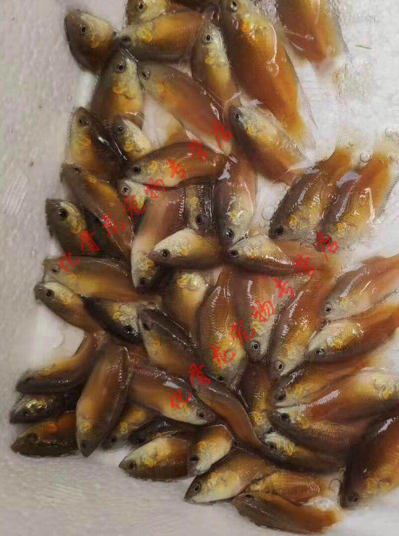 姬卉中国斗鱼观赏鱼活体澳火澳红澳洲红火焰澳火79厘米一条