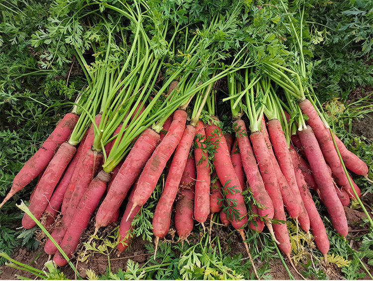 【年货精选】甘肃永昌2021水果胡萝卜孕妇生吃新鲜蔬菜沙地脆甜红心现