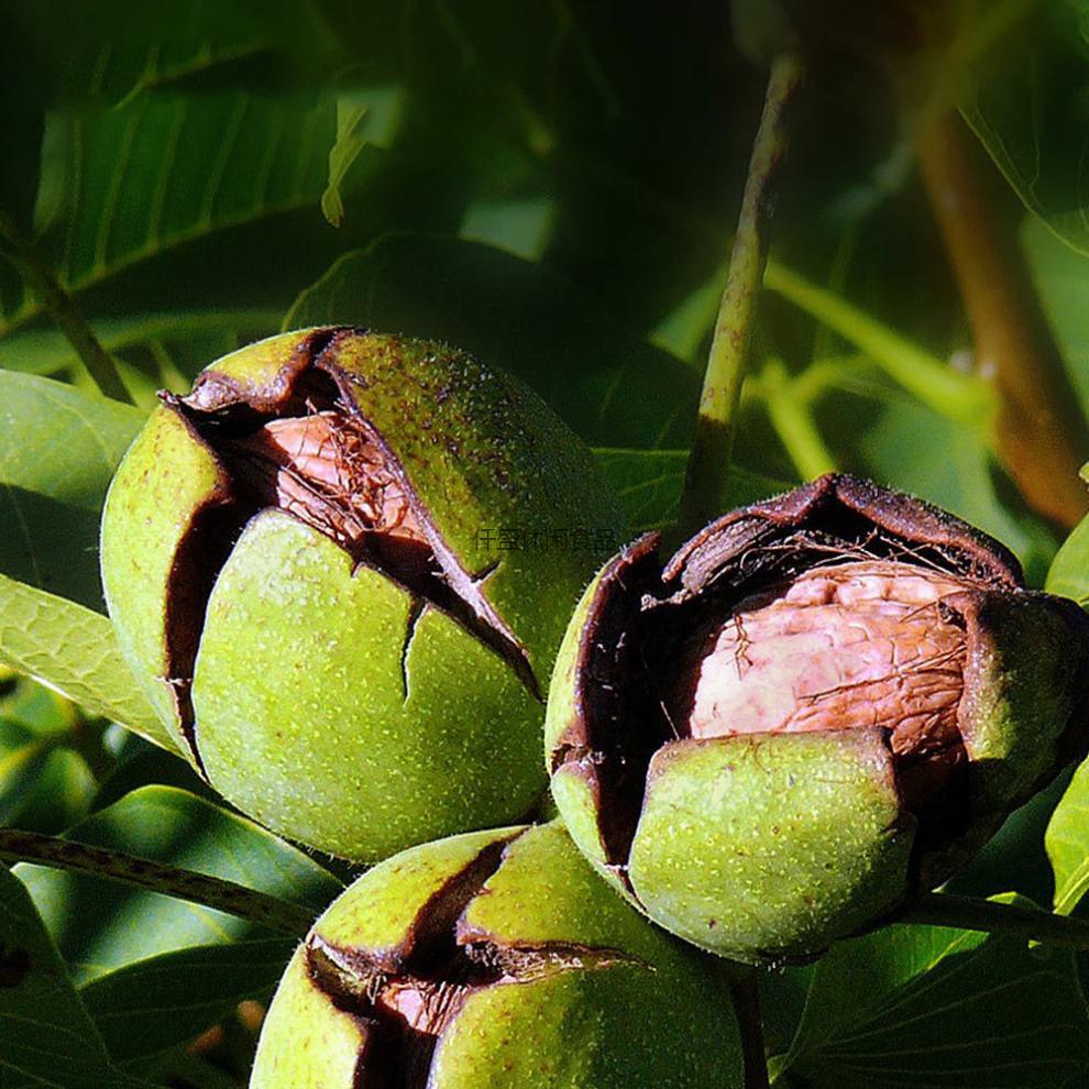 果教授研究所新强纸皮核桃新疆阿克苏新鲜薄壳核桃坚果健康零食原色