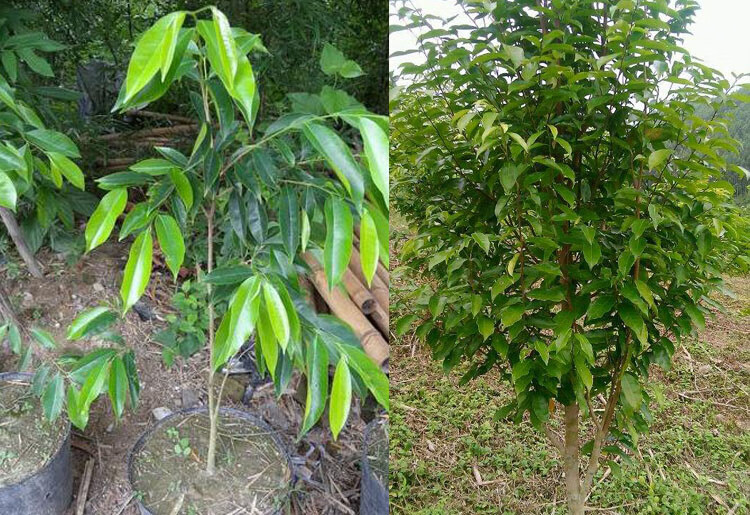 花姬沉香樹苗名貴海南小苗金絲楠木樹苗珍貴木材格木苗金絲楠80100高2