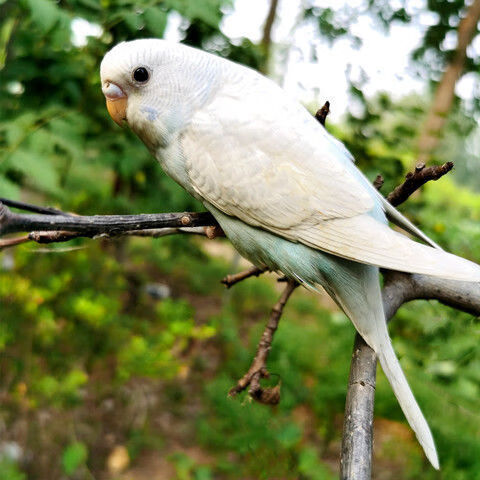姬卉鹦鹉活鸟虎皮鹦鹉观赏鸟说话鸟玄凤小鸟活物家养鸟宠物鸟鸟类活体