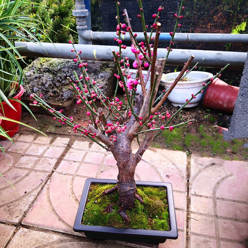 梅花盆景原生硃砂梅盆栽老樁紅梅樹苗耐寒花卉植物室內花陽臺庭院3