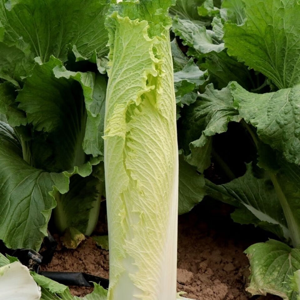 云南高山麻叶青菜大白菜天津绿白菜时令蔬菜新鲜农家自种现摘2500克