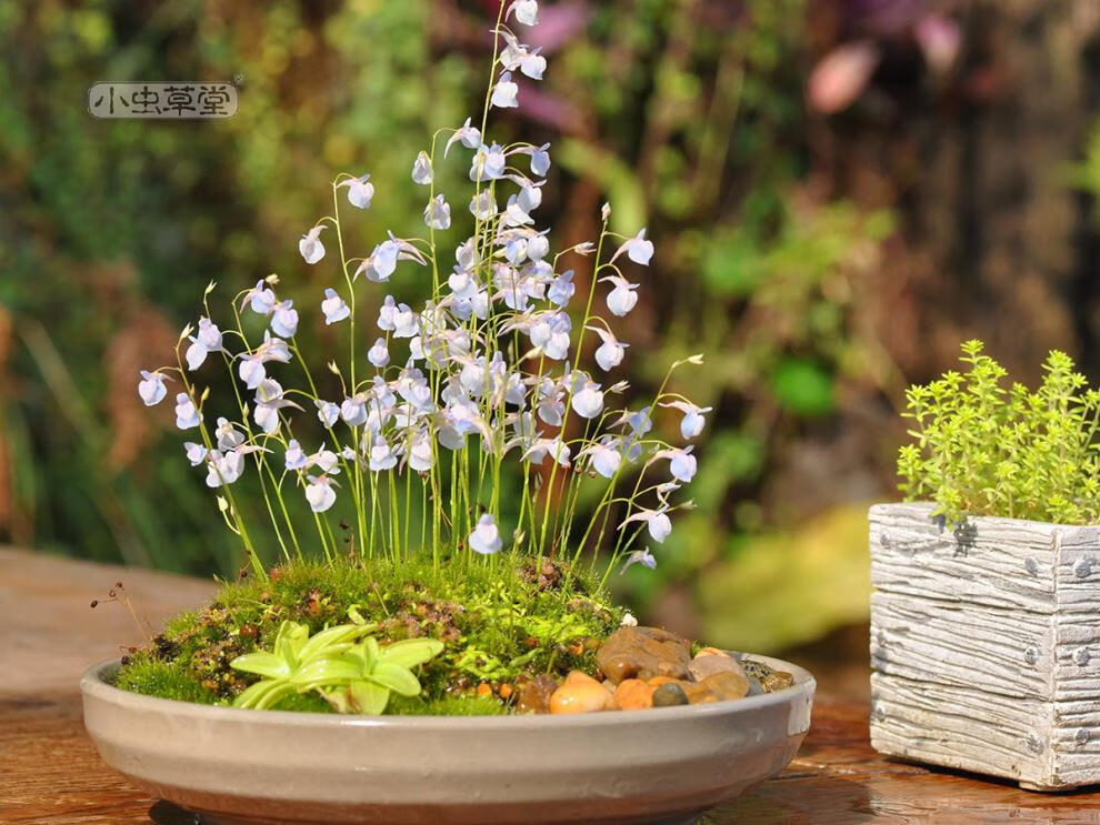 【送货上门】食虫植物 禾叶狸藻植物盆栽小白兔子食虫草蓝挖耳草水养