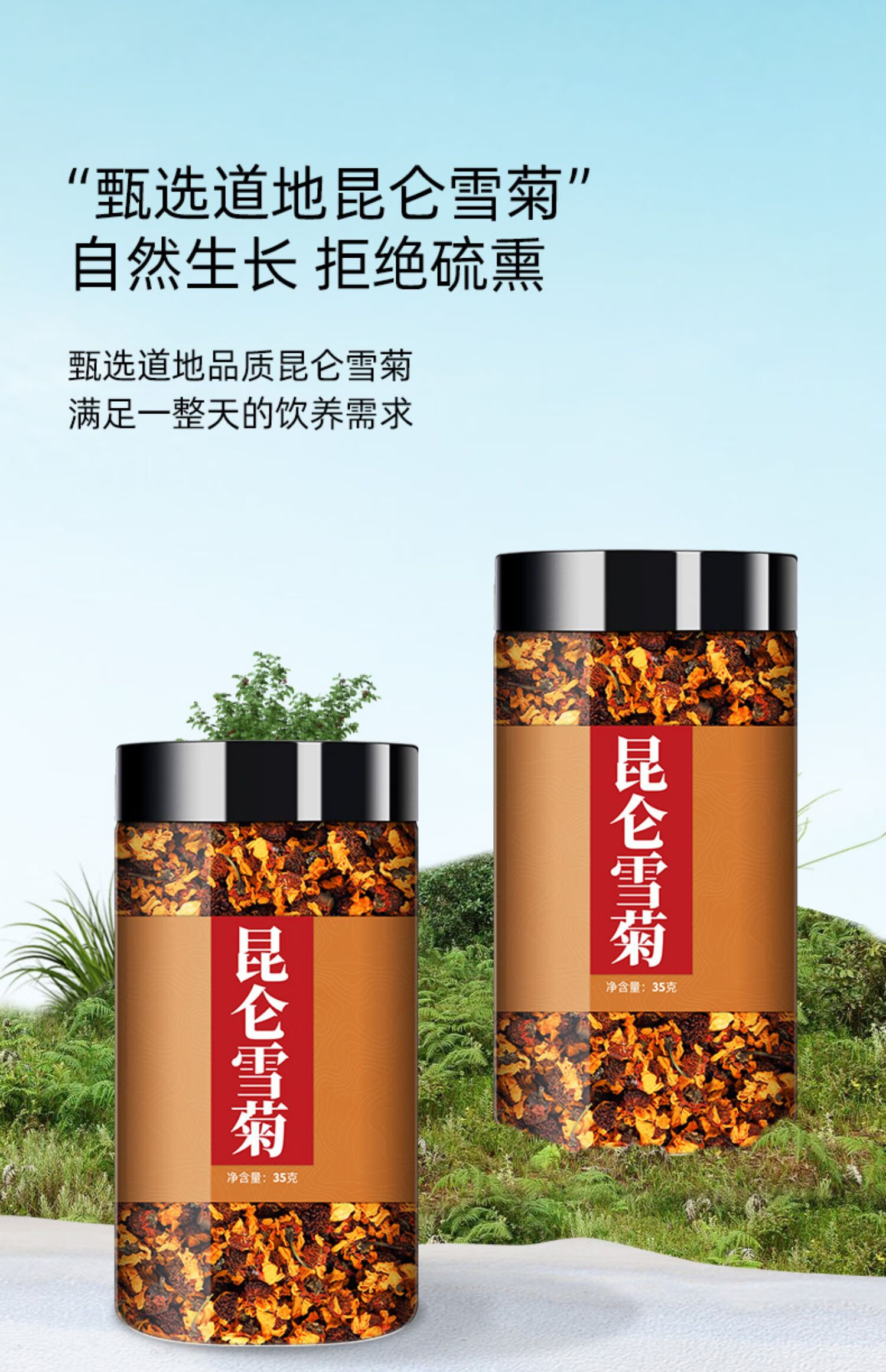 同仁堂同仁堂昆仑雪菊官方天山新疆特产胎菊菊花茶养生茶非特级 雪菊