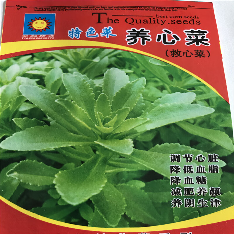 蝶遇养生菜养心菜救心菜穿心莲景天三七费菜新鲜种苗种子茶粉包活大叶