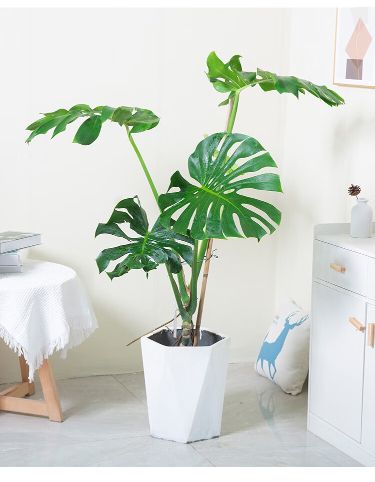 龟背竹大盆栽大叶开背植物室内客厅水培仙洞真绿植好养易活店铺客厅