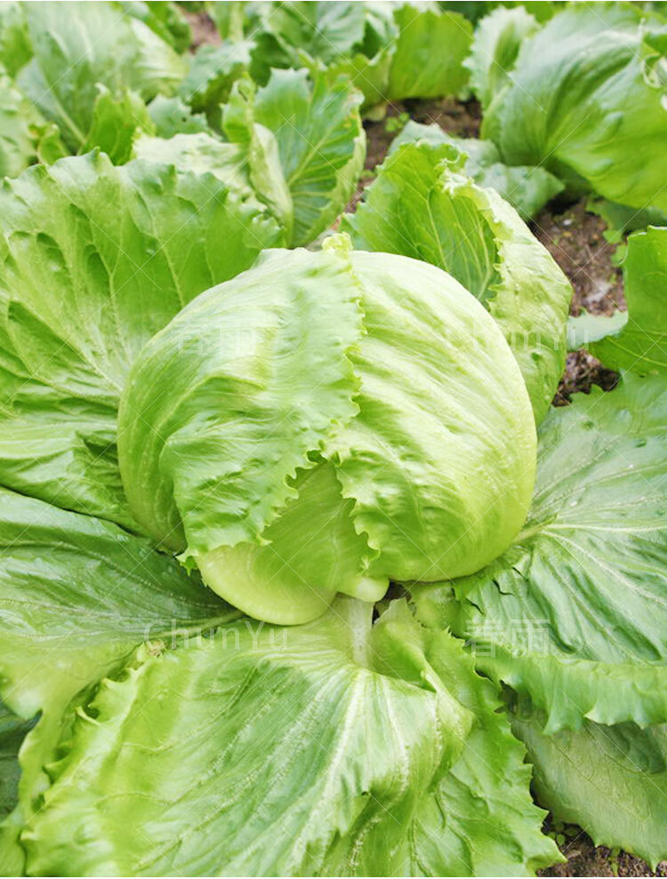 球生菜籽球形生菜球菜籽汉堡沙拉包心四季春季籽种蔬菜种子圆种孑绿