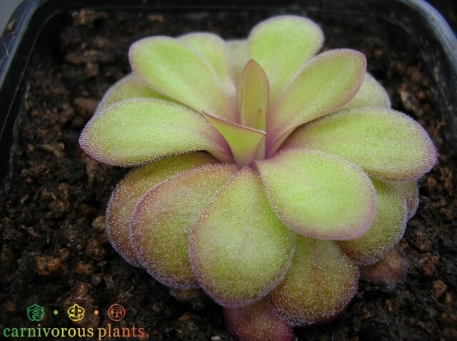 芊阙捕虫堇套餐食虫植物食人花驱蚊草卧室喜阴多肉花卉盆栽樱叶捕虫堇