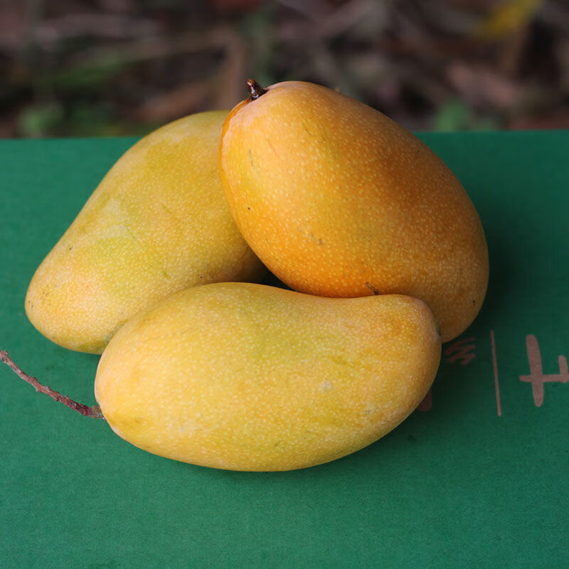 fgacct(顺丰/中通当天发货)海南金煌芒 现摘礼盒装 水仙芒新鲜大芒果