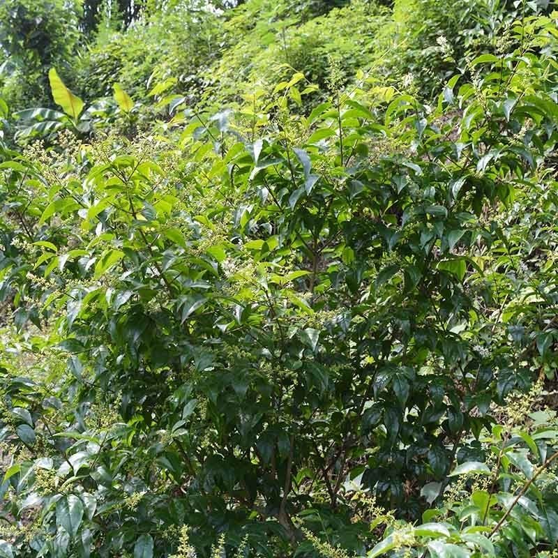 凯史甘斯贵州特产余庆小叶苦丁茶野生简散装茶50g500克新茶小叶茶250