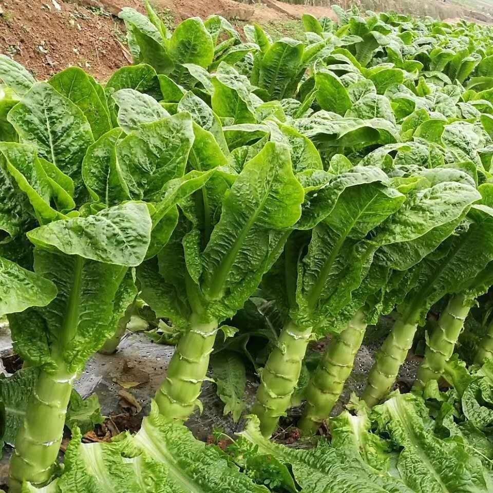 新鲜莴笋红皮现摘农家莴苣青笋时令蔬菜青菜生菜 带箱5-6斤莴笋【图片