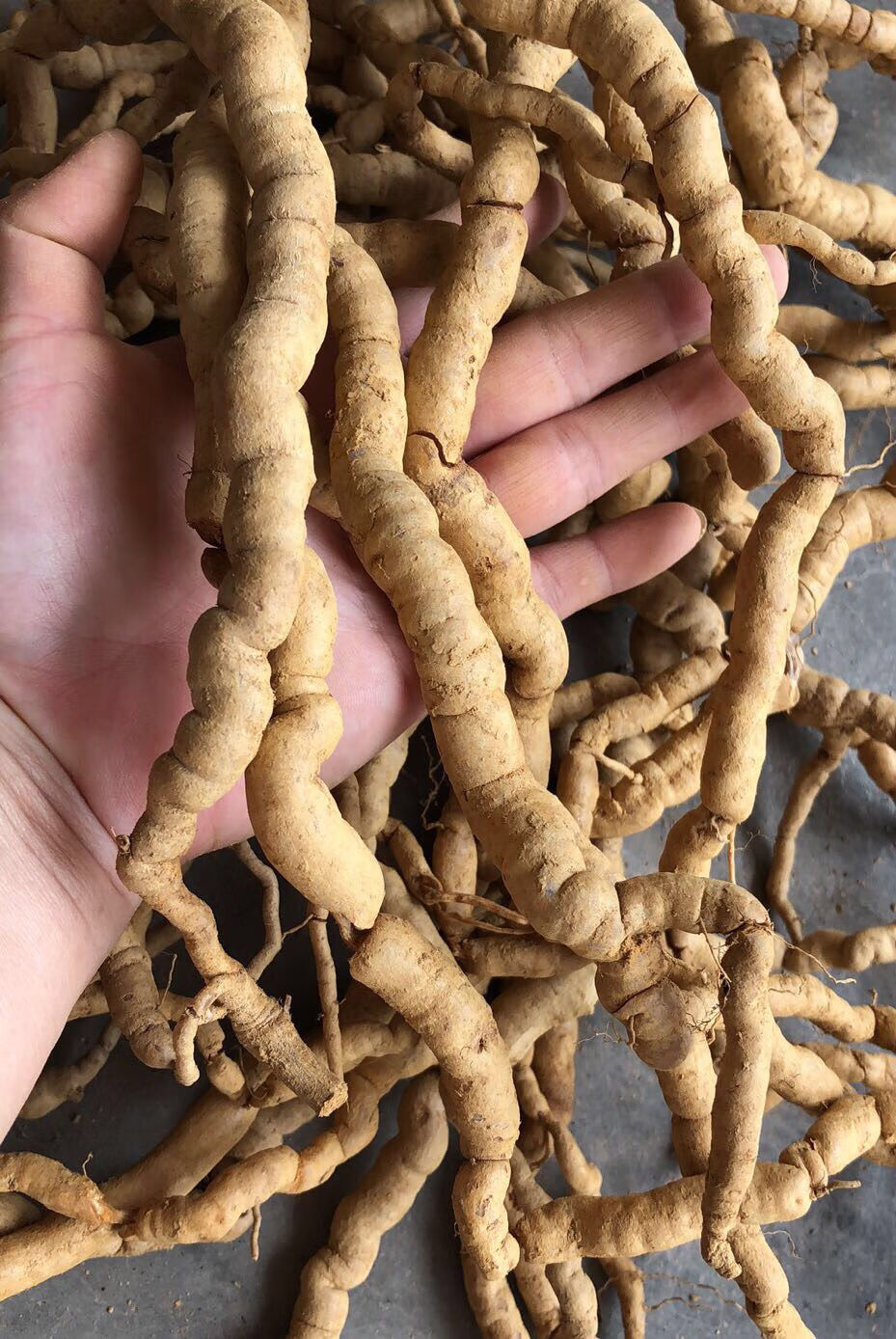 新鲜巴戟天滋补中药材巴戟鸡肠风深山采挖巴戟天500g