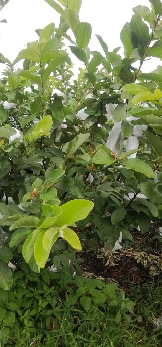 番石榴树苗 小叶番石榴四季番石榴当年结果盆栽地栽南方种植 5年苗红