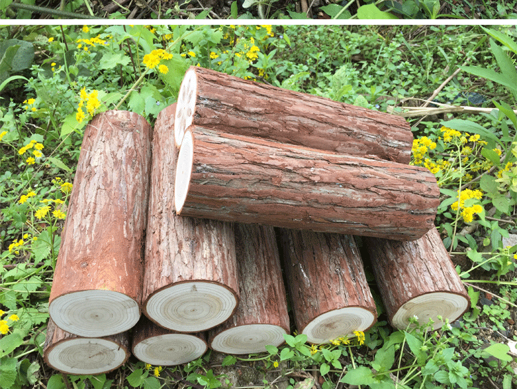 实木带皮圆木片壁炉装饰木柴树桩木材原木装饰木头杉木桩摆件道具直径