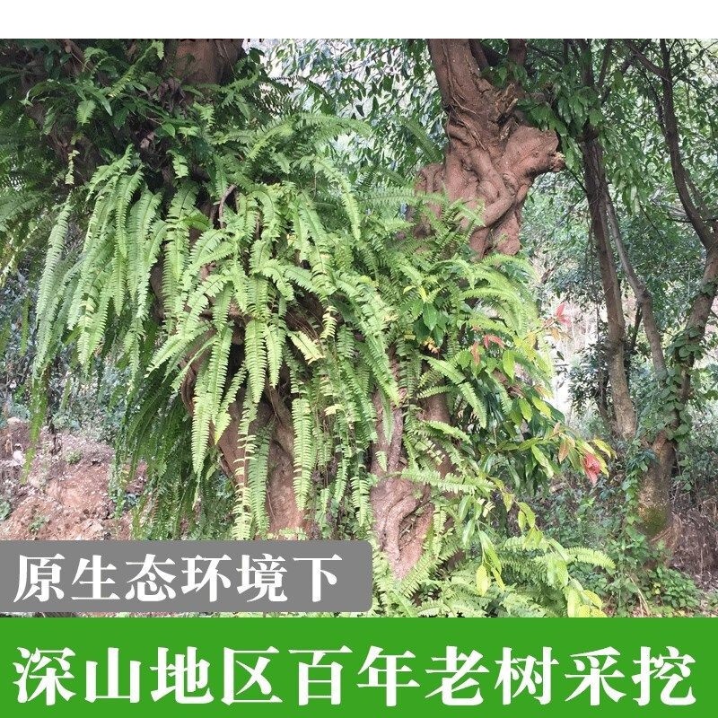 石黄皮新鲜石黄皮狗化儿现挖中药材凤凰蛋马骝卵肾蕨果统货半斤250克