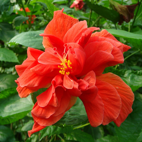 重瓣大花扶桑花苗小苗朱瑾爆盆美观庭院阳台好养植物麦基乐精品多色