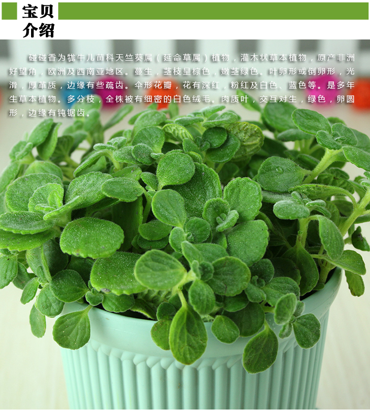 碰碰香盆栽一抹香香草多肉植物驱蚊驱虫绿植花卉多边花盆营养土碰碰香