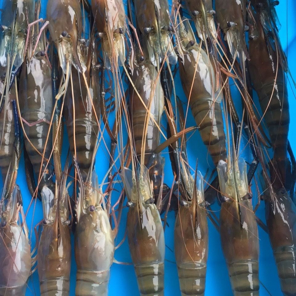 淡水虾品种图片大全图片
