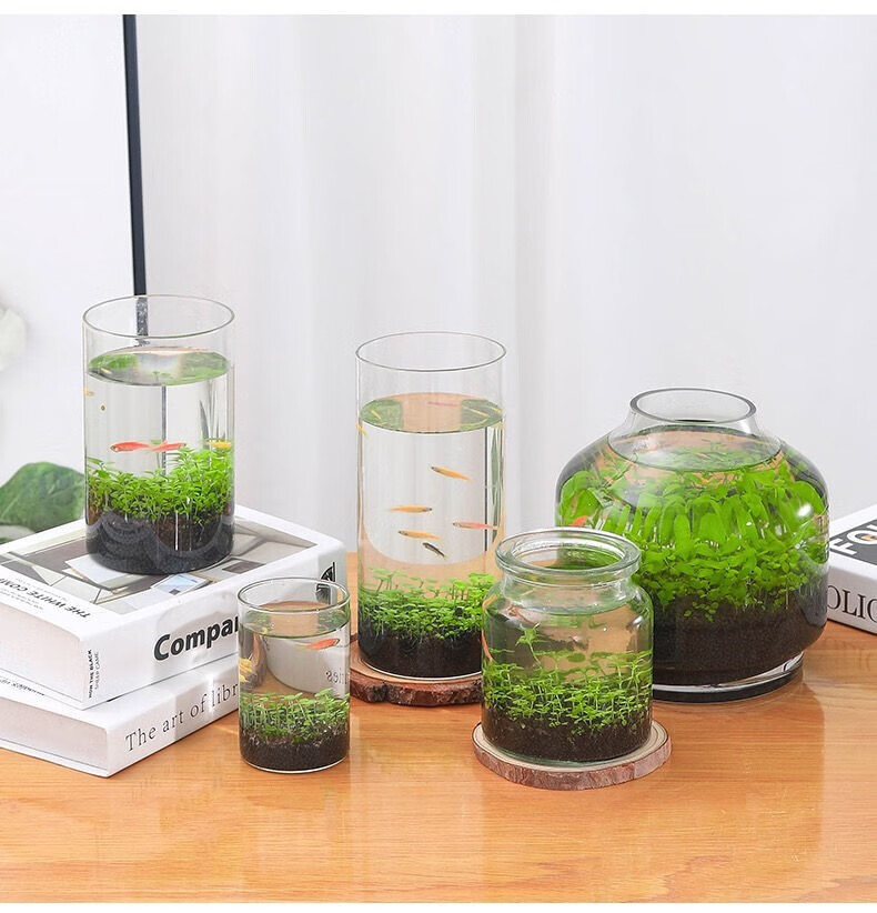免换水懒人生态鱼缸水草微景观生态瓶鱼虾办公室桌面迷你植物苔藓 6.