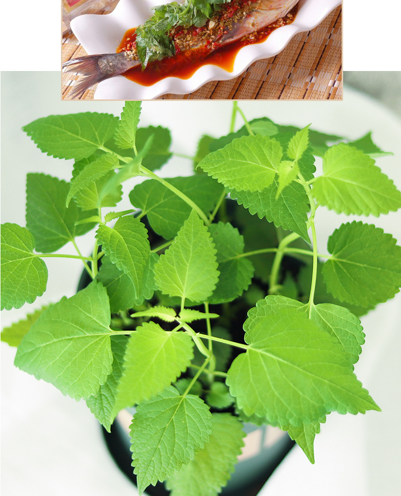 藿香苗五香叶盆栽四季小植物 带根香草贵州藿香叶新鲜活苗 藿香苗3棵