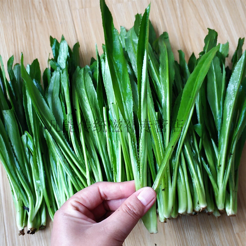 恬女神老缅芫荽500g 刺芹大香菜野香草阿佤假香荽新鲜冰袋冷链云南