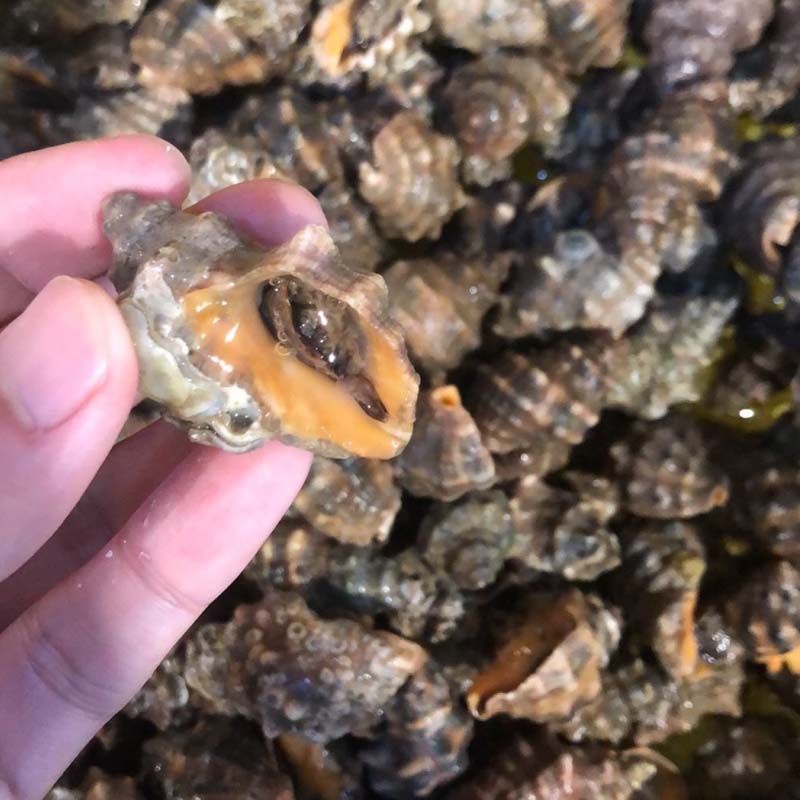 霞浦无沙鲜活苦螺海螺辣螺海捕海鲜活体发货顺丰五斤