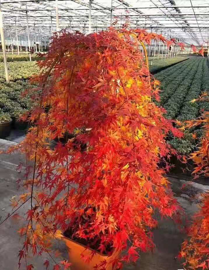 紅楓流泉約旦老樁盆栽品種楓樹庭院造景植物彩色黃金楓造型流泉3公分