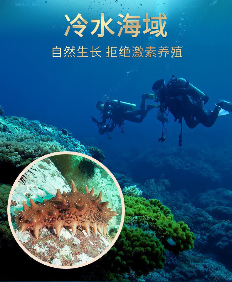 即食海参辽刺参单只装海鲜活速食海参礼盒装 腾旺纳跃 【23-33只/斤】