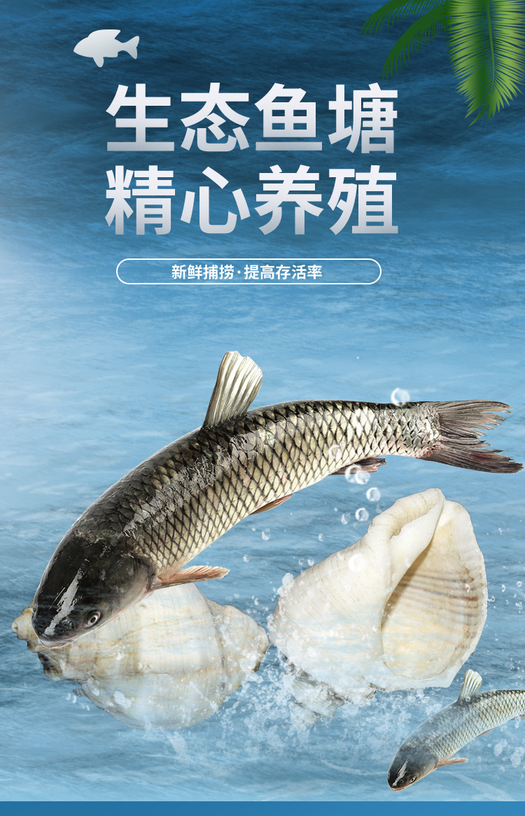 lism正宗千岛湖纯生态草鱼鲜活淡水鱼草黑青鱼活体10斤起拍江浙沪