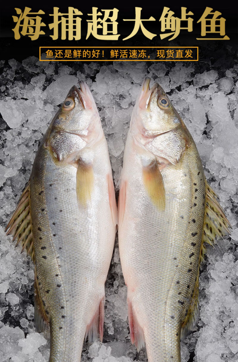 海捕鲈鱼海鱼鲜活海鲜水产批发七星海鲈鱼超大深海鱼 2条尝鲜装【刺少