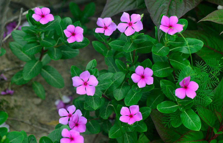 四季开花长春花花种籽子日日春花卉种孑室内外盆栽见土就活花种子