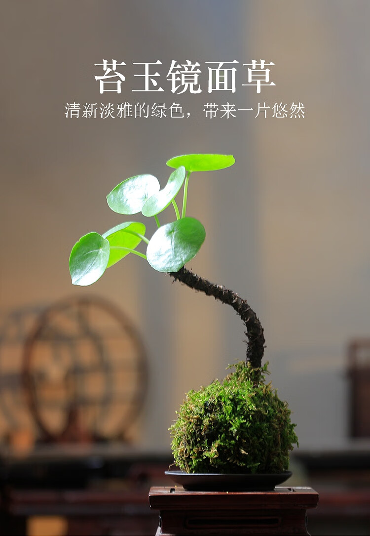 花心思苔藓球镜面草清雅书房茶桌办公室禅意庭院室内绿植物盆栽盆景客厅苔玉镜面草 含紫砂托盘 含盆 图片价格品牌报价 京东