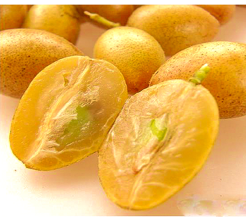 顺丰空运现摘鸡心黄皮果广东当季水果现摘现发酸甜孕妇果新鲜黄弹子10