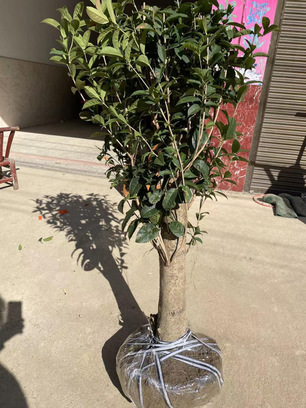 10公分金桂老桩6公分金桂树桩树高一米四左右的桂花球.