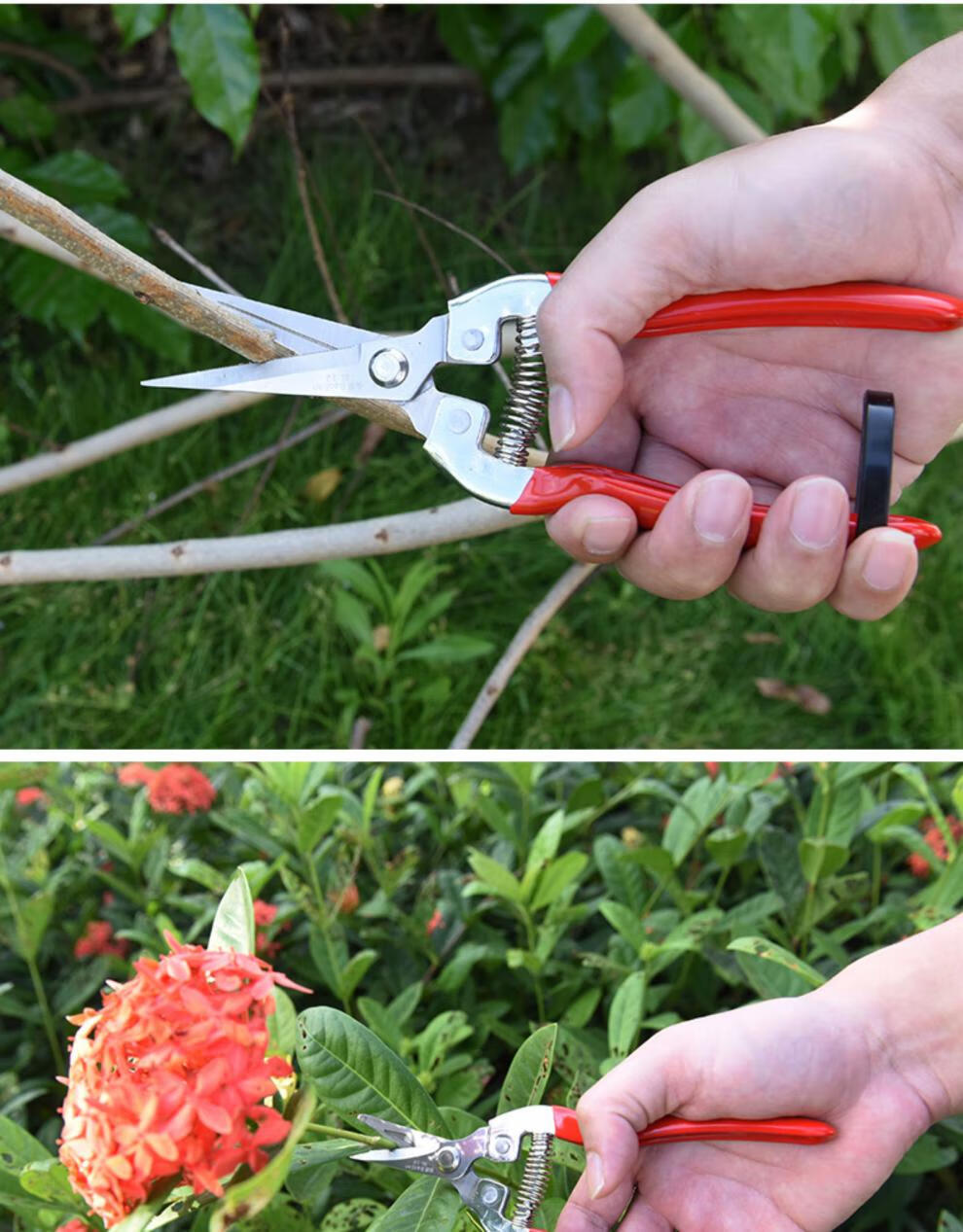 沛苓采摘剪枝剪刀摘果多功能园艺采果花艺剪修枝剪树枝剪刀摘果剪直剪