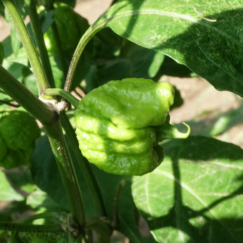 龙息辣椒卡罗莱纳死神辣椒carolinareaper超辣变态辣预售1g北方入冬了