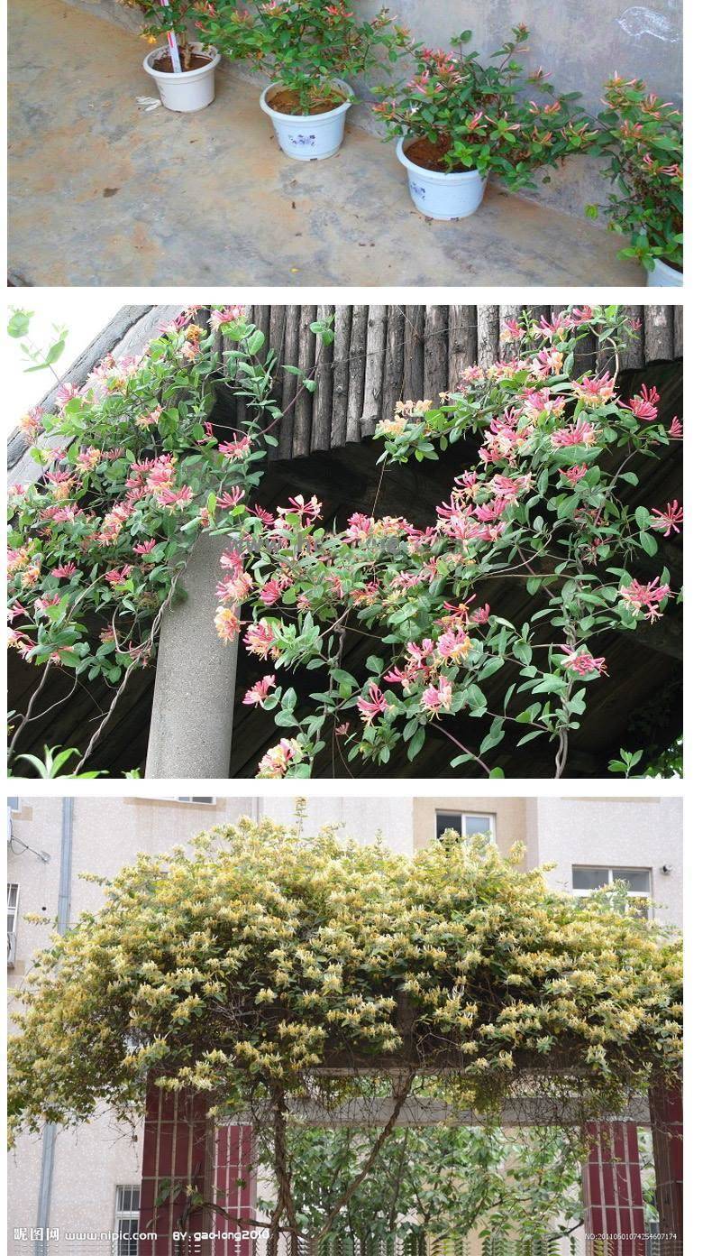 金银花苗耐寒爬藤植物花卉可食用泡茶阳台庭院盆栽地栽四季种植秋颖黄