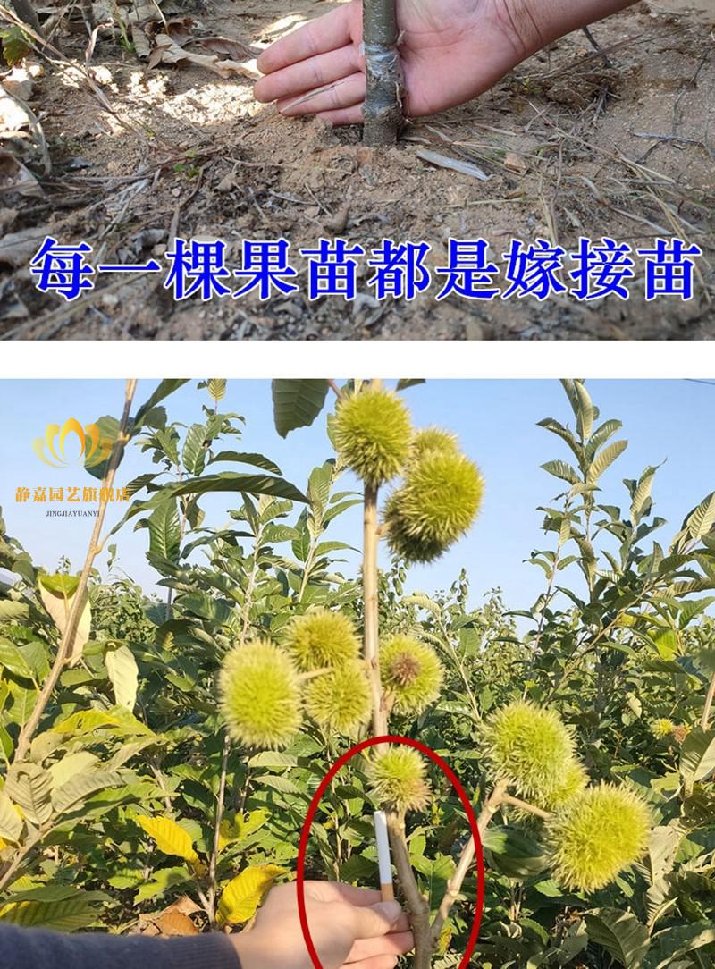 板栗苗树嫁接地栽盆栽南方北方四季种植大红袍八月红当年结果树苗室外