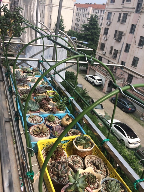 tllz阳台花架适用 花卉小棚 多肉小棚 挡雨棚 遮阳棚 防鸟棚 防虫支架