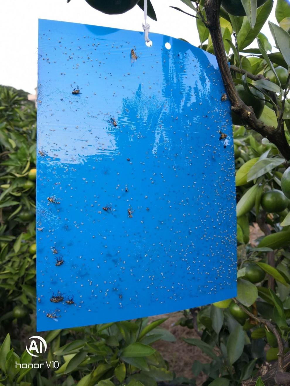 双面黄蓝一体大棚蔬菜瓜果有效灭飞虫粘蝇纸粘虫贴纸花芊茗 黄板50张