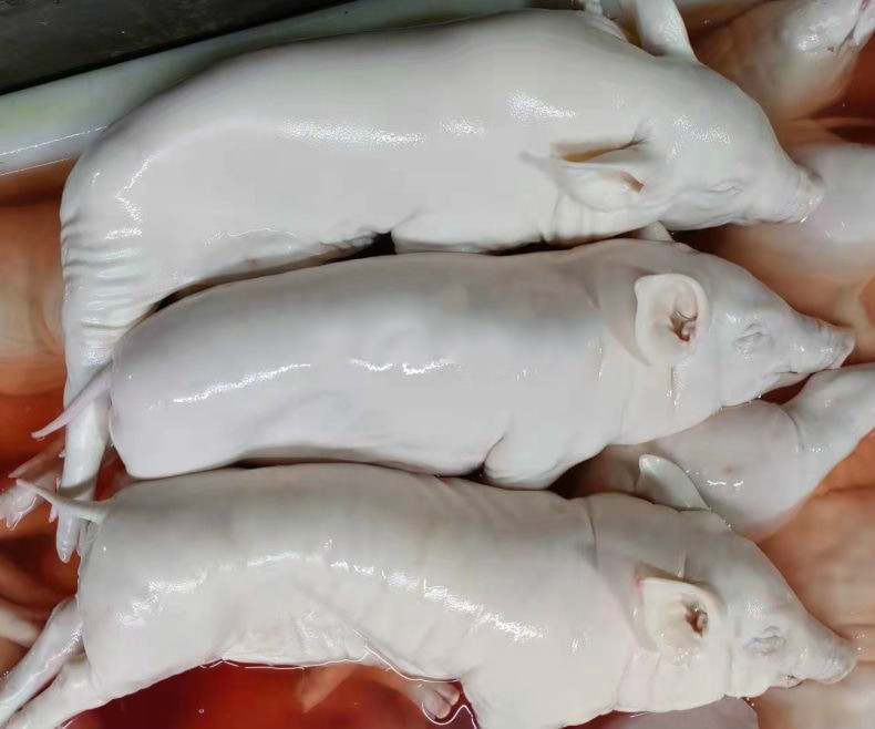 乳猪整只脆皮烤乳猪新鲜冷冻整只猪生鲜惟纳德乳猪整只9斤10斤去毛去