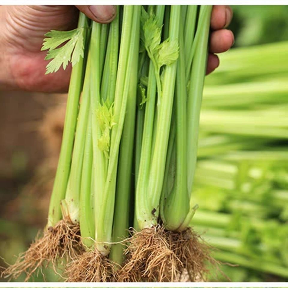 【精选生鲜】芹菜农家自种新鲜蔬菜新鲜芹菜现拔现发芹菜 3斤带根的不