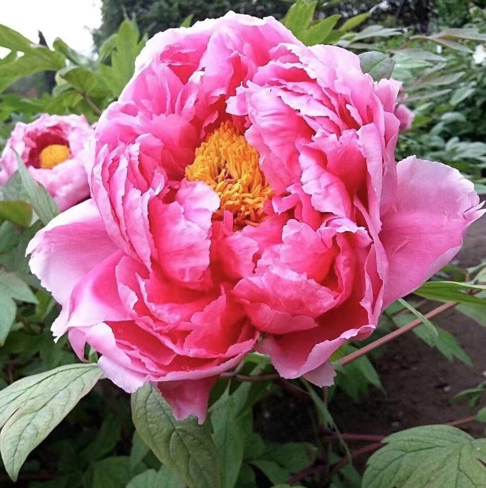 祉鹿菏澤牡丹花苗重瓣大花耐寒盆栽庭院種植富貴大花帶芽發貨百園紅霞