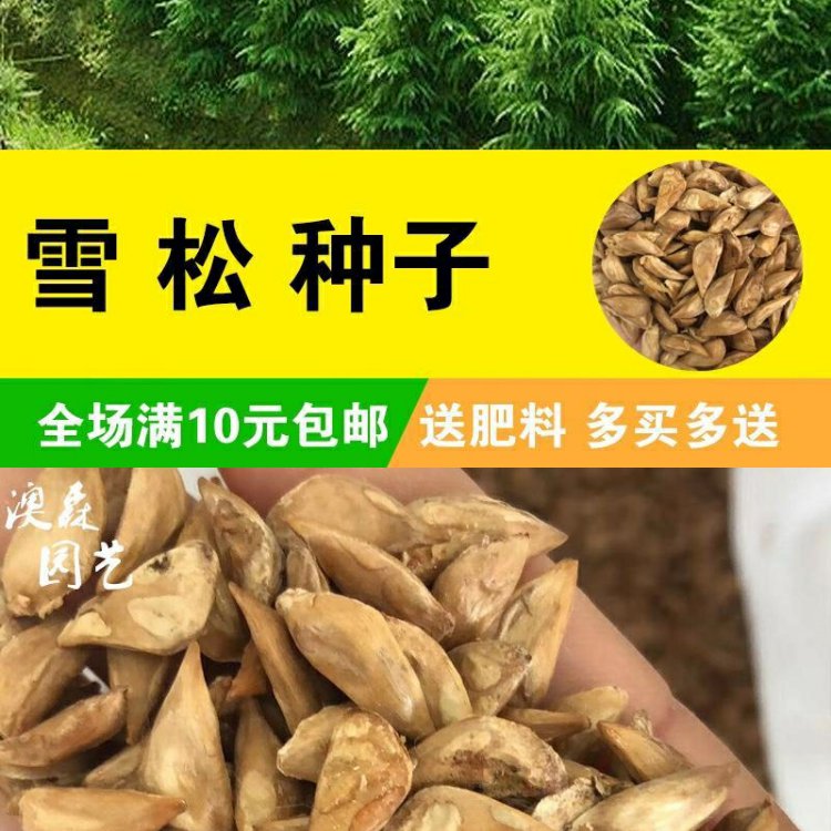 雪松种子松树种籽别墅庭院行道绿化美观林木树种四季常绿长青树种