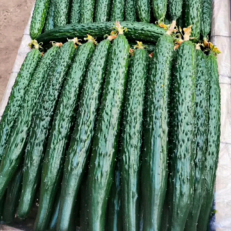 超亮耐热王黄瓜种子绿瓤油亮金条长黄瓜籽春秋季棚密刺高产水果孑