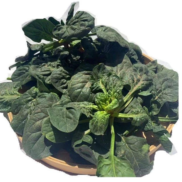 现摘现发菠菜新鲜蔬菜红根时令蔬菜大全食材配菜矮脚波菜3斤