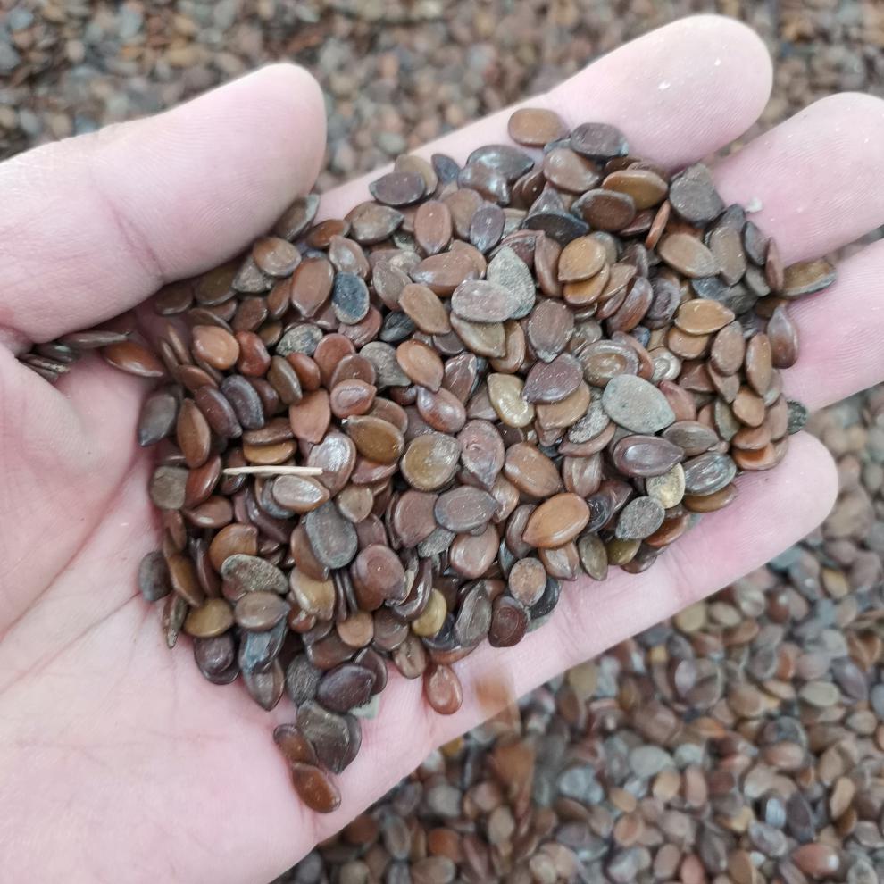 银合欢种子林木种籽国产散装四季多年生景观工程观叶白合欢种孑 银