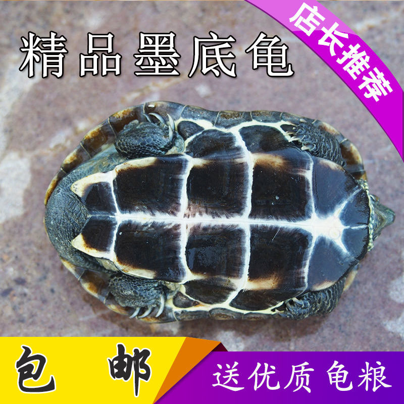 家养小乌龟活物学生宠物龟稀有水龟大巴西龟小动物中华草龟墨龟苗巴西
