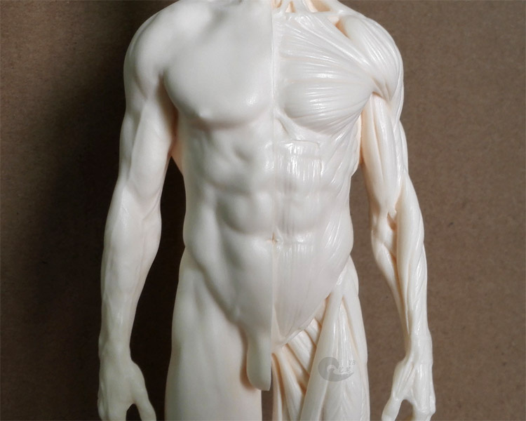 人体骨骼模型医用男女一组雕塑艺用人体肌肉骨骼解剖模型美术医用cg